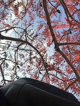 Freechat SandraCarter on StripChat